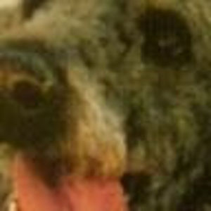 Meet your Posher, Paul